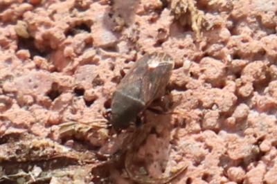 <i>Stygnocoris fuligineus</i>