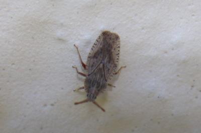 <i>Tingis crispata</i>