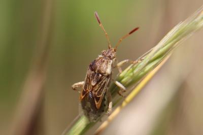 <i>Stictopleurus</i>