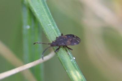 <i>Taphropeltus</i>