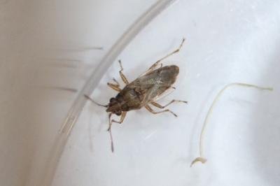 <i>Nysius</i>