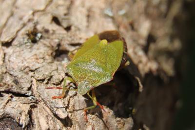 <i>Palomena prasina</i>