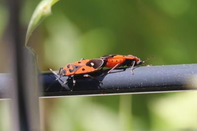 <i>Melanocoryphus albomaculatus</i>