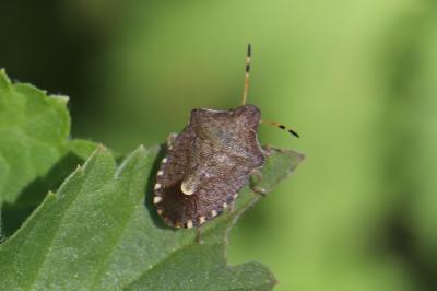 <i>Peribalus strictus</i>