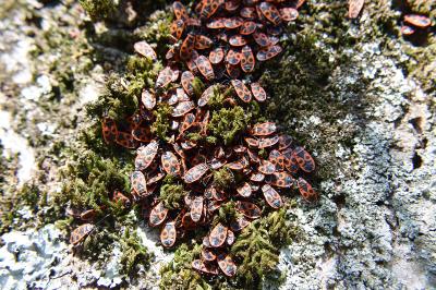 <i>Pyrrhocoris apterus</i>