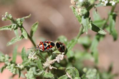 <i>Eurydema ornata</i>