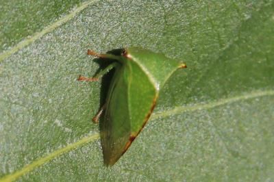 <i>Stictocephala alta</i>