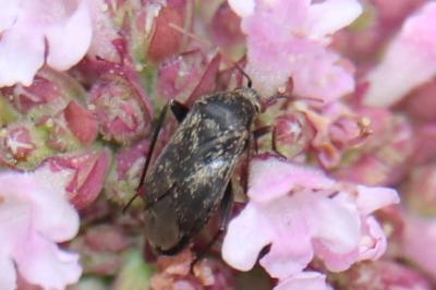 <i>Lepidargyrus ancorifer</i>