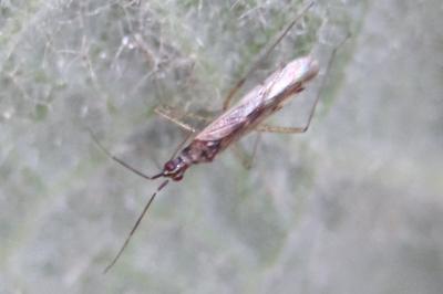 <i>Dicyphus</i>