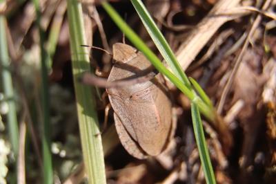<i>Eurygaster austriaca</i>