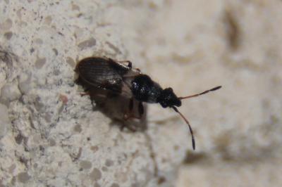<i>Microplax albofasciata</i>