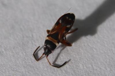 <i>Raglius alboacuminatus</i>