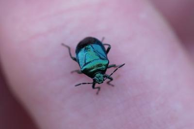 <i>Zicrona caerulea</i>