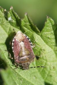 <i>Dolycoris baccarum</i>