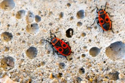 <i>Pyrrhocoris apterus</i>