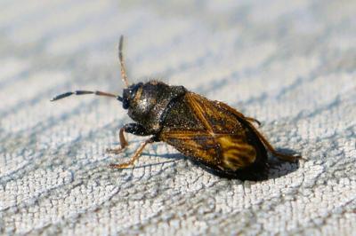 <i>Megalonotus emarginatus</i>