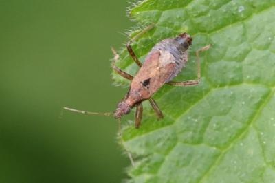 <i>Himacerus mirmicoides</i>