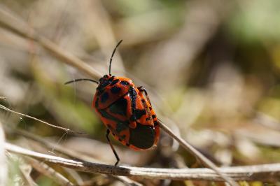 <i>Eurydema ornata</i>