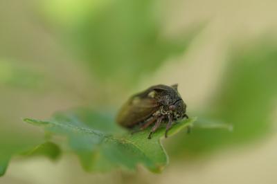<i>Centrotus cornutus</i>