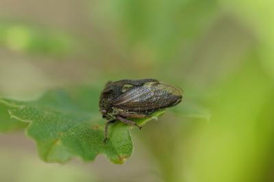<i>Centrotus cornutus</i>