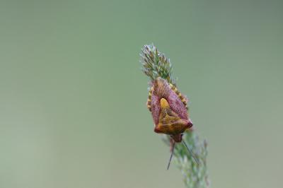 <i>Carpocoris purpureipennis</i>