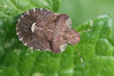<i>Dyroderes umbraculatus</i>
