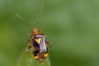 <i>Liocoris tripustulatus</i>