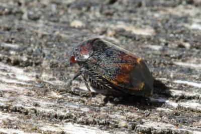 <i>Penthimia nigra</i>