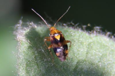 <i>Liocoris tripustulatus</i>