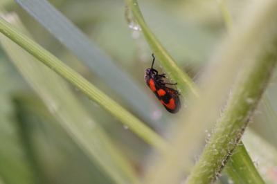 <i>Cercopis vulnerata</i>