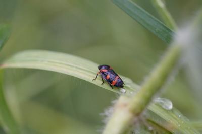<i>Cercopis intermedia</i>