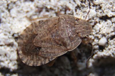 <i>Sciocoris homalonotus</i>