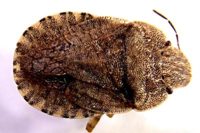 <i>Sciocoris homalonotus</i>