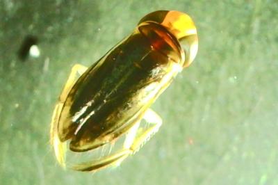 <i>Cymatia coleoptrata</i>