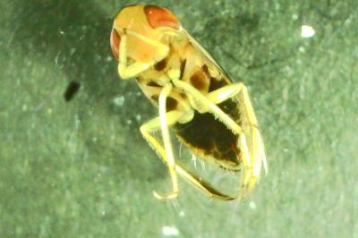 <i>Cymatia coleoptrata</i>