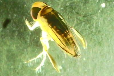 <i>Cymatia coleoptrata</i>