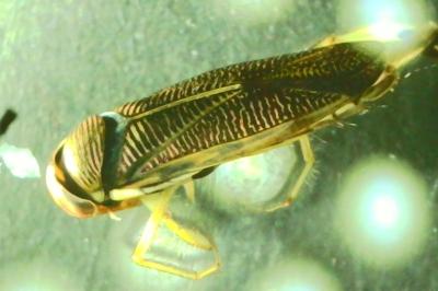 <i>Callicorixa praeusta</i>