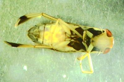 <i>Callicorixa praeusta</i>