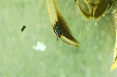 <i>Callicorixa praeusta</i>