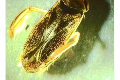 <i>Corixa</i>