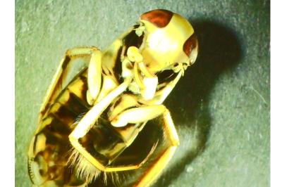 <i>Corixa</i>