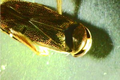 <i>Corixa</i>