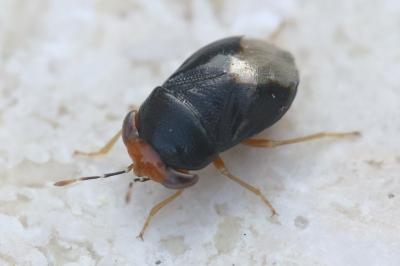 <i>Geocoris erythrocephalus</i>