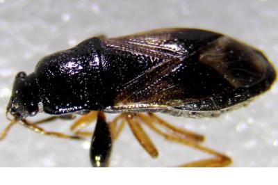 <i>Megalonotus praetextatus</i>