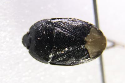 <i>Sehirus morio</i>