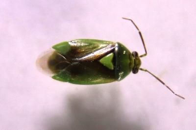 <i>Orthops campestris</i>