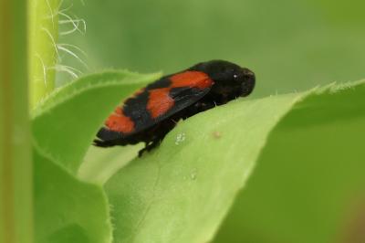 <i>Cercopis vulnerata</i>