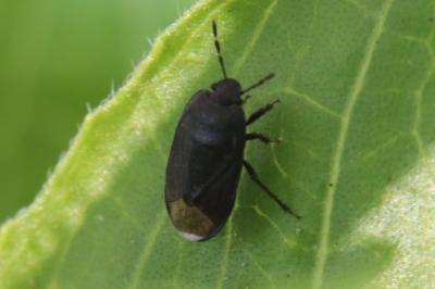 <i>Ochetostethus nanus</i>