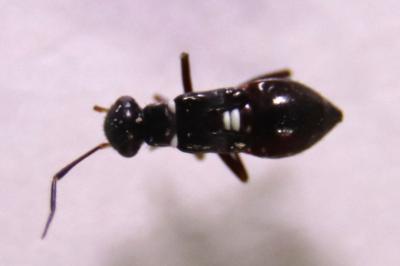 <i>Globiceps sphaegiformis</i>
