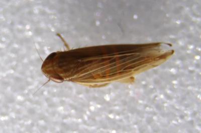 <i>Mocydia crocea</i>
